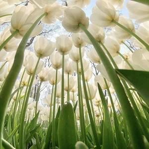 Meet your Posher, Yvonne